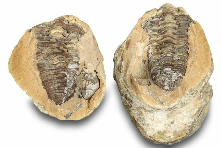 Fossil Calymene Trilobite In Nodule (Pos/Neg) - Morocco #251730